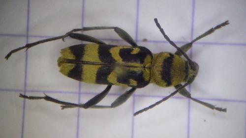 Chlorophorus varius